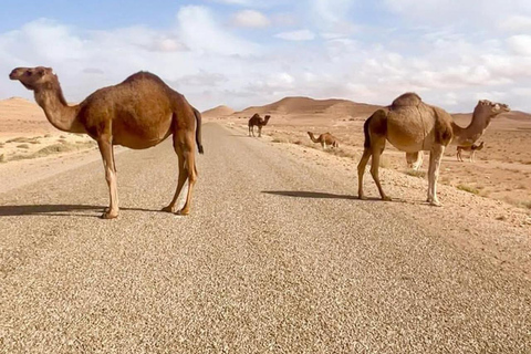 Djerba &Zarzis: Sahara Ksar Ghilane, Matmata & Sidi idriss
