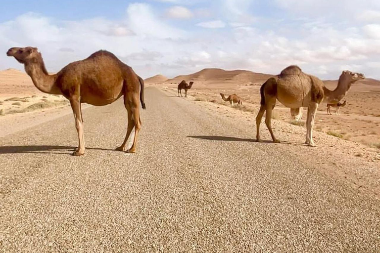 Djerba &Zarzis: Sahara Ksar Ghilane, Matmata & Sidi idriss