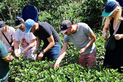 Ella: Organic Tea Plantation Tour with Tea Making & Tasting