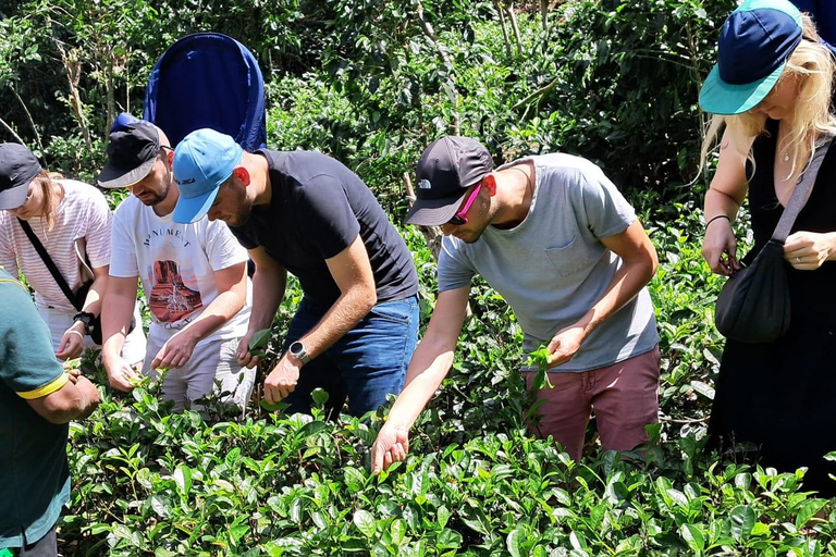 Ella: Organic Tea Plantation Tour with Tea Making & Tasting