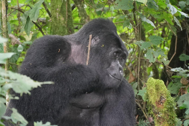 Rwanda: Luxury Gorilla Safari