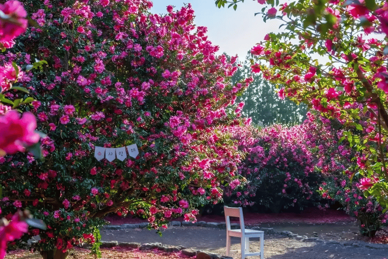 Jeju: Winter East Snow, Camellia, Tangerine Picking Tour
