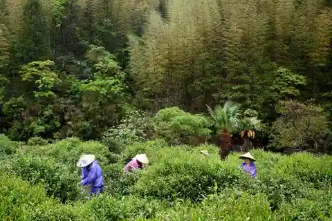 Wuyishan: 3-Day Tea Culture and Bamboo Rafting Tour