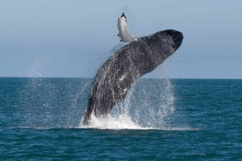 Mirissa: Whale and Dolphin Watching Tour