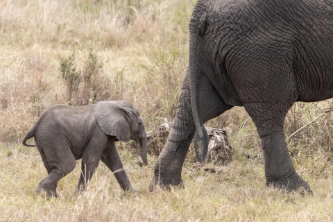 Tanzania Budget Safaris, hele dag in Arusha National Park