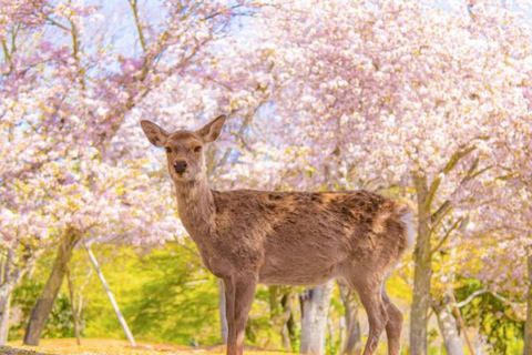 Japan: 5-Day Private Tour with Driver & Custom Itinerary