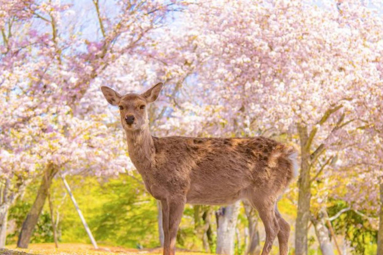 Japan: 5-Day Private Tour with Driver & Custom Itinerary