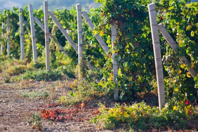 Tour del pisco y el vino en el Valle de Majes