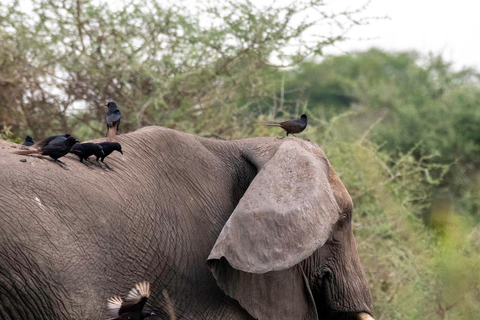Kidepo Valley National Park 5-Day Safari Tour