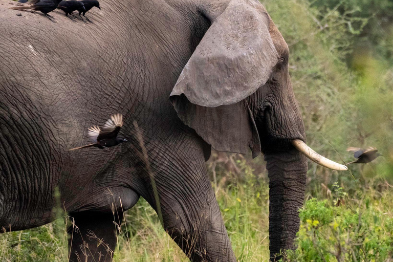 Kidepo Valley National Park 5-Day Safari Tour