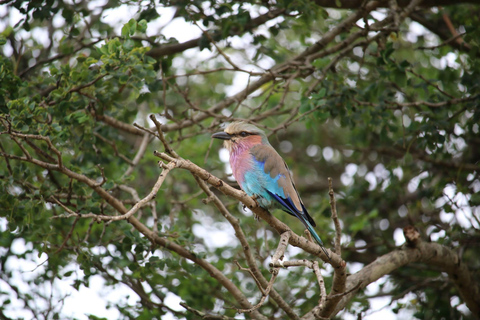 Hluhluwe-iMfolozi Park - Open Safari Vehicle Game Drives