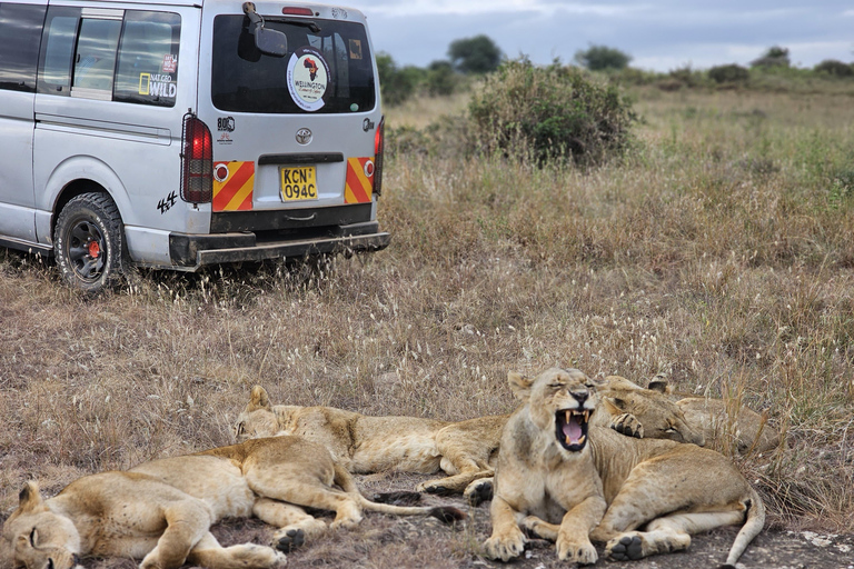 Nairobi Park Safari, Sheldrick's Orphanage & Giraffe Center Shared Drive in Open-Roof Van Game Drive