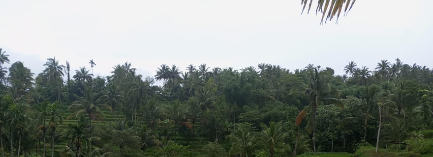 Visite à pied de Tete Batu : rizières, cascade, forêt des singes