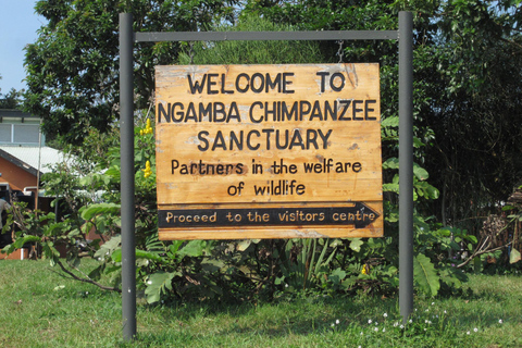 Ngamba Island Chimpanzee Sanctuary Trip