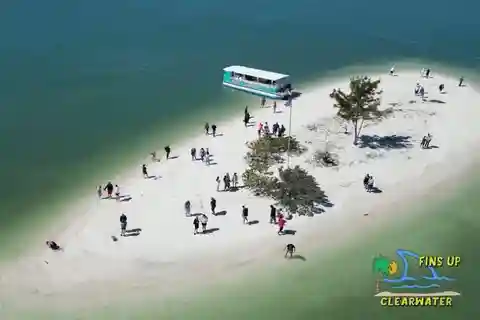 Clearwater: Swim with dolphins