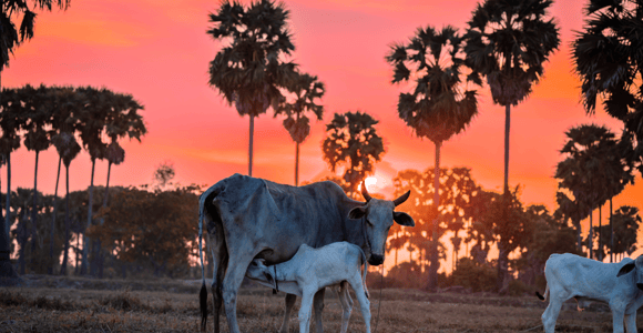 Siem Reap: Authentic Countryside Sunset Tuk Tuk Tour
