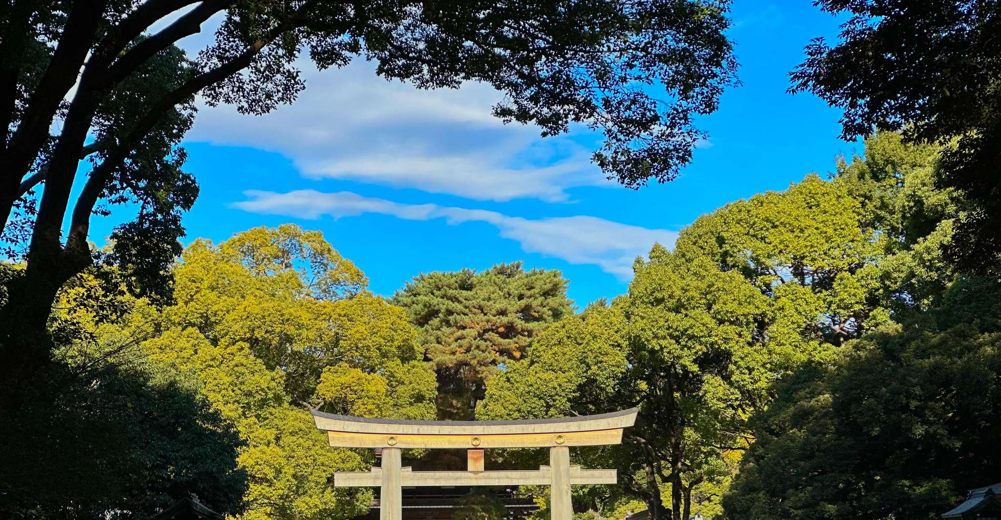Tokyo: Meiji Jingu Shrine and Shinto Culture Walking Tour photo 7