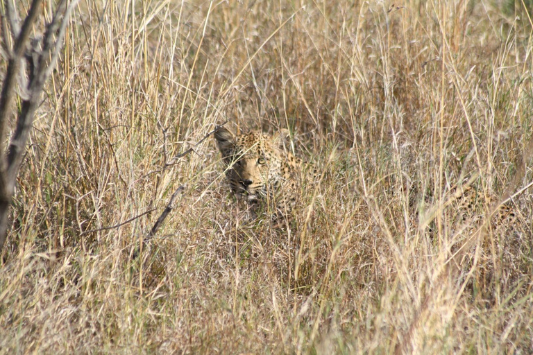 Från Johannesburg: Kruger 4 Dagars Safari