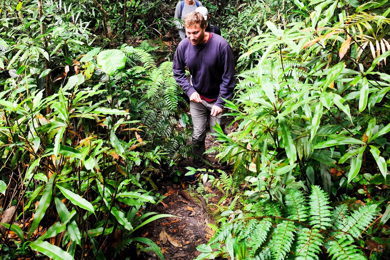 Private Guided Mossy Forest Tour & Malaysia Transfer