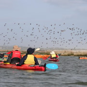 Hindmarsh Island: 4 hour guided kayaking tour with Lunch