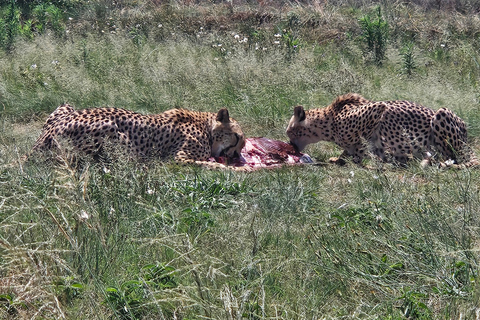 Safari at Lion and Rhino Park / Lesedi Culture Village
