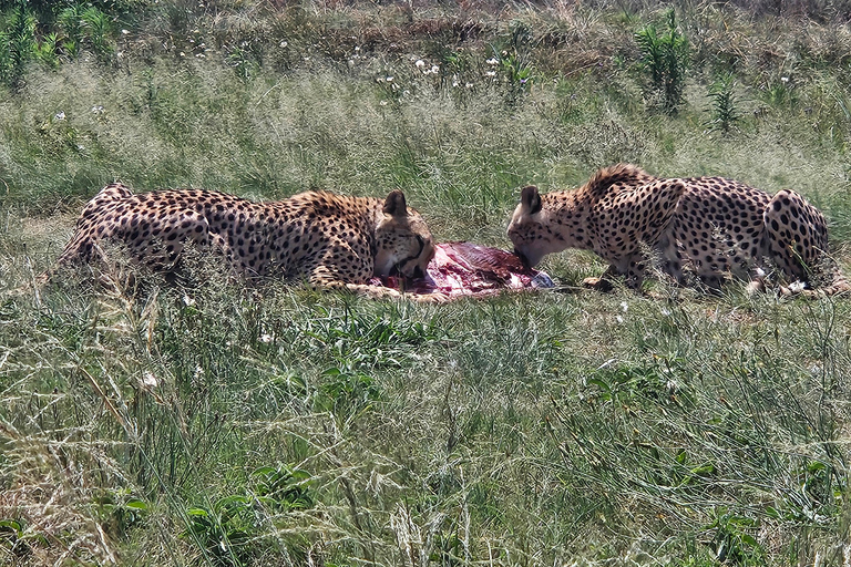 Safari at Lion and Rhino Park / Lesedi Culture Village