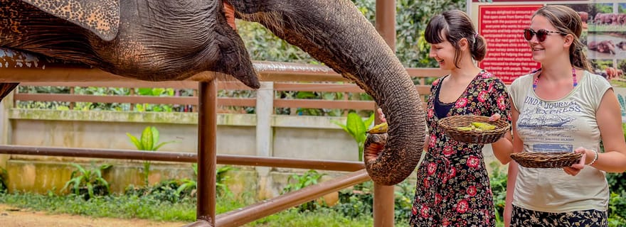 Ko Samui: Alimentação Suplementar de Elefantes e Experiência Educativa