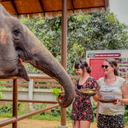 Samui: Elephant Supplement Feeding & Education Experience