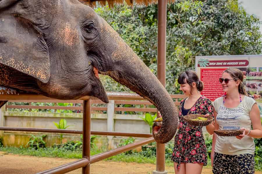 Koh Samui: Ergänzungsfütterung für Elefanten & lehrreiches Erlebnis. Foto: GetYourGuide