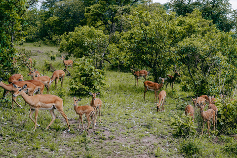 Kigali: Akagera National Park Safari with Boat Cruise