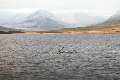 Whale Watching from Akureyri - Small Group Tour (Hjalteyri)