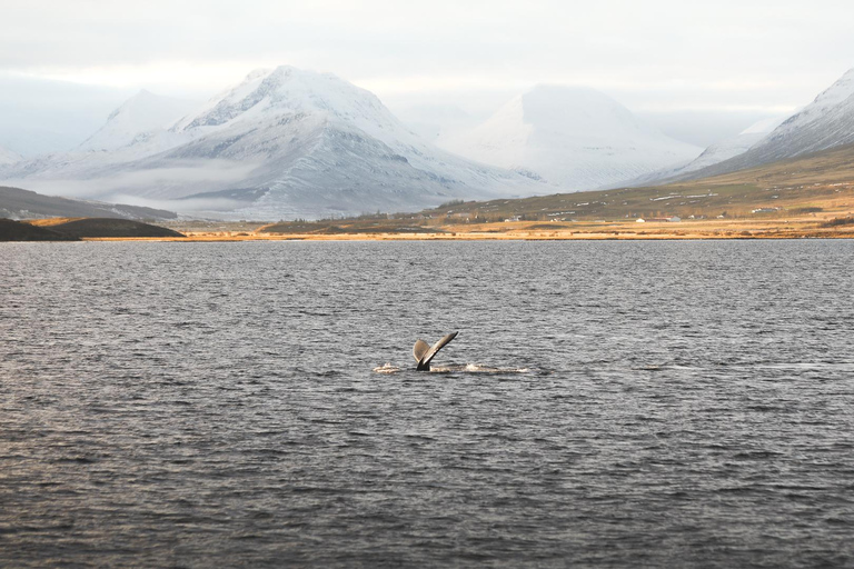 Whale Watching from Akureyri - Small Group Tour (Hjalteyri)
