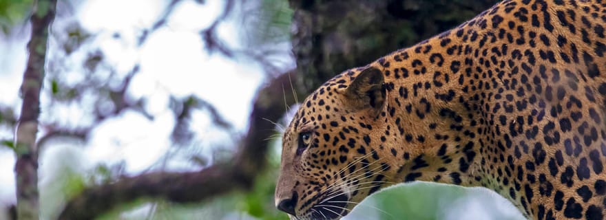 Hikkaduwa/Galle/Weligama/Mirissa : Safari dans le parc national de Yala