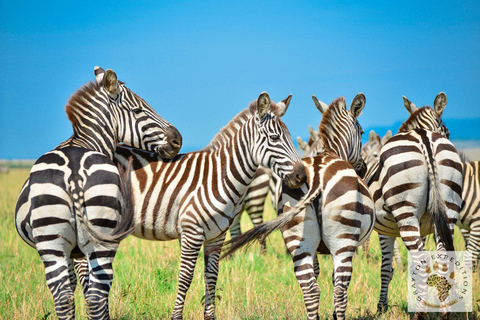 MASAI MARA: 3 DAYS MASAI MARA BUDGET GROUP JOINING SAFARI