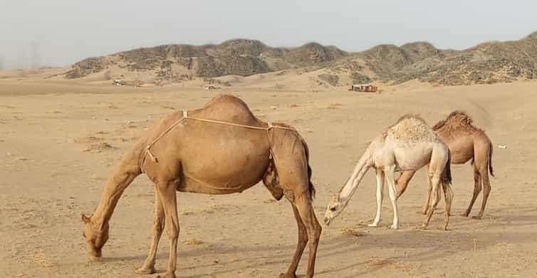 Jeddah Desert Safari: Quad Biking, Camel Farm & Sunset Views photo 8