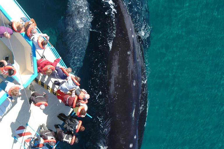 From Puerto Madryn: Full-Day Valdes Peninsula Tour