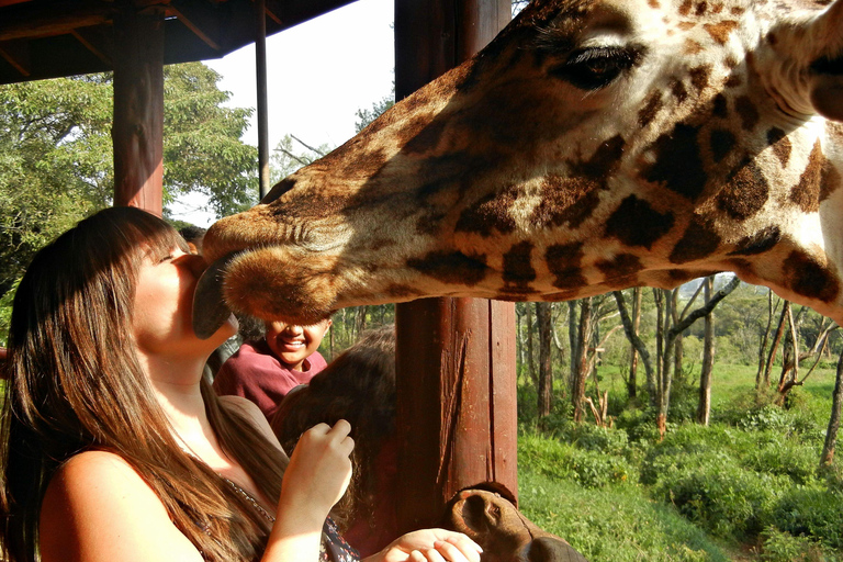 Nairobi: Giraffe Centre, Elephant Orphanage and Karen Blixen