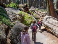 Desde Fresno, Tour del Parque Nacional de Sequoia con traslado y almuerzo - Hizvo
