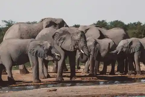 excursión de un día al parque nacional de mikumi desde dar es salaam