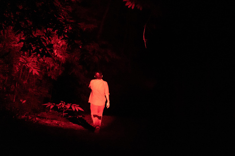 Langkawi : After Dark- Guided Night Rainforest Safari