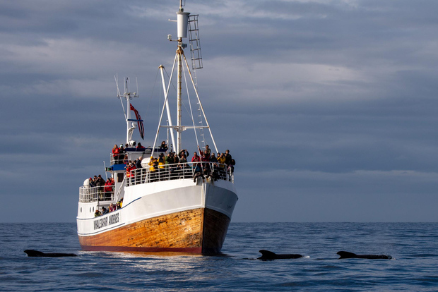 Andenes: osservazione balene con ingresso alla mostra sulle balene