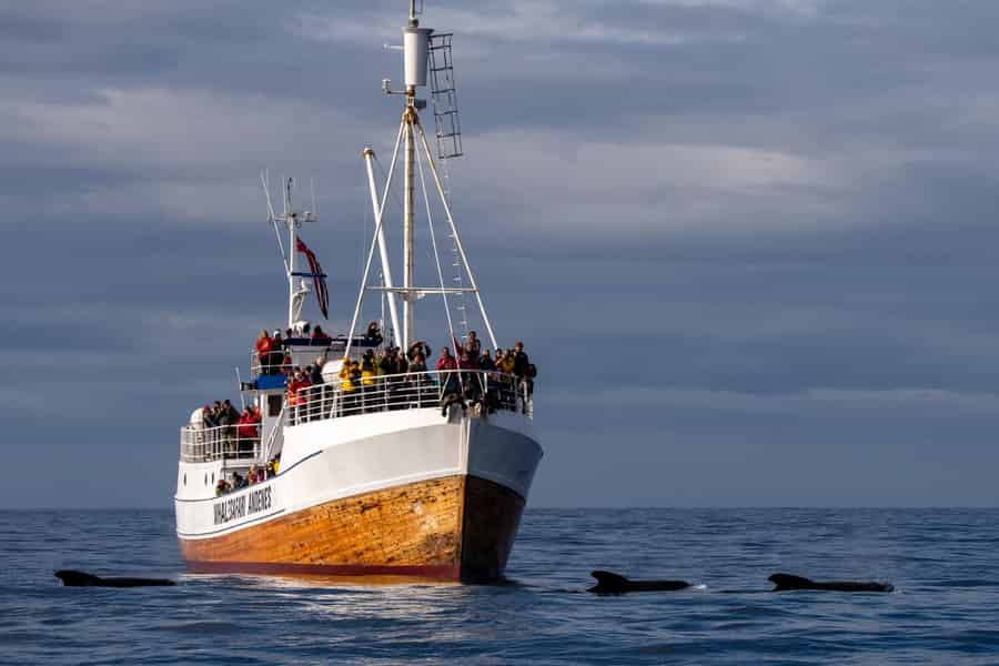 Andenes: Whale Watching mit Eintritt zur Wal-Ausstellung. Foto: GetYourGuide