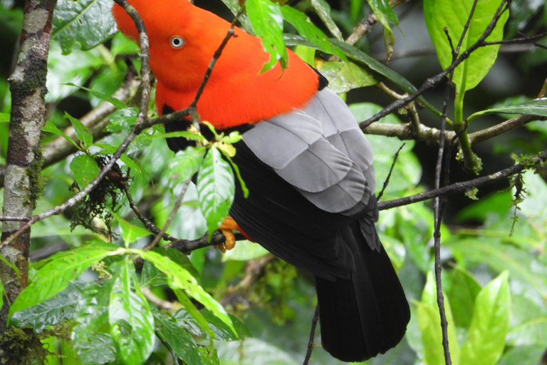 Manu Safaris PeruManu safari Peru
