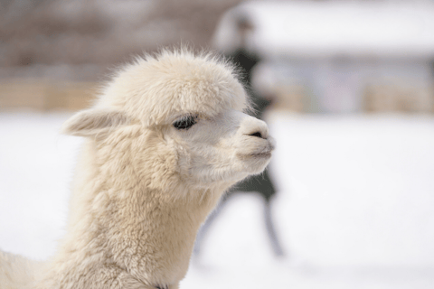 Seúl: SnowyLand en el Parque Vivaldi con Nami o AlpacaExcursión en grupo con Mundo Alpaca desde la Estación DDP