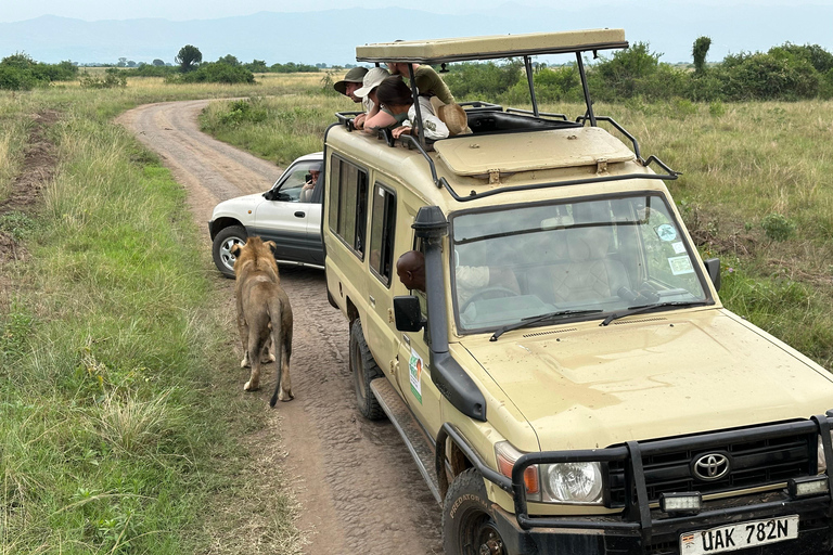 Viagem de 11 dias para fazeres uma caminhada com chimpanzés, seguires os gorilas e veres a vida selvagem