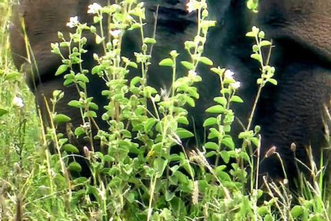 Nairobi National Park Safari Game Drive in a 4x4 Nairobi: National Park 5 Hours Safari in a Shared 4x4 Jeep