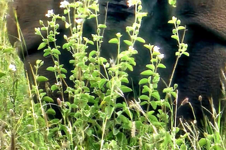 Nairobi National Park Safari Game Drive in a 4x4 Nairobi: National Park 5 Hours Safari in a Shared 4x4 Jeep