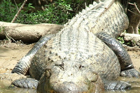 New Orleans: Honey Island Swamp Boat Tour with a Guide Tour with Meeting Point