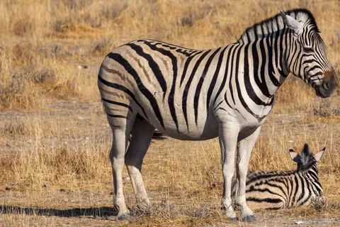Mikumi National Park and Selous Game Reserve: 4-Day Safari