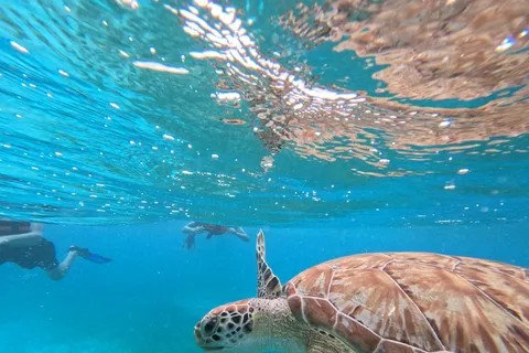 practica snorkel con peces tropicales, arrecifes y en busca de tortugas